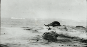 Image: [Dead walrus on pan. Icebergs beyond]
